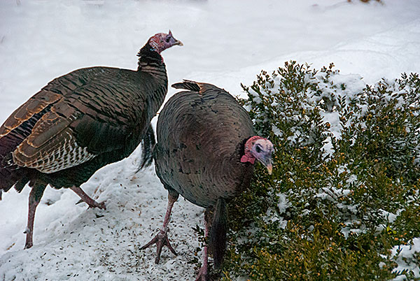 Turkeys
