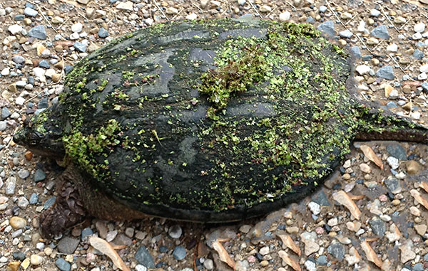 Turtle