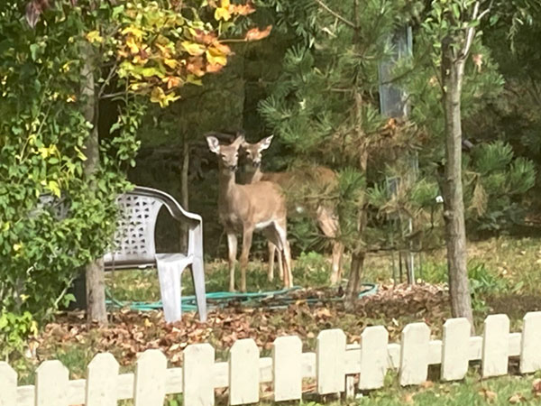 Emily Photo 2 Deer