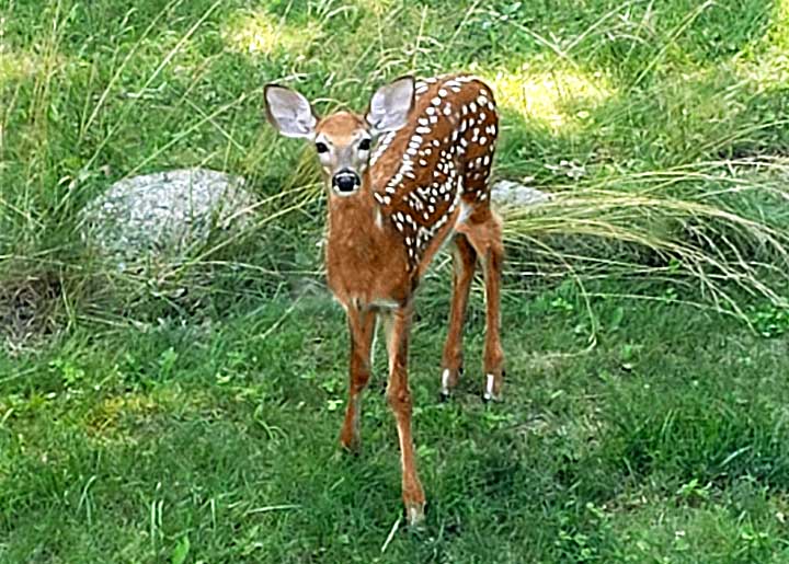 Baby Deer 2023
