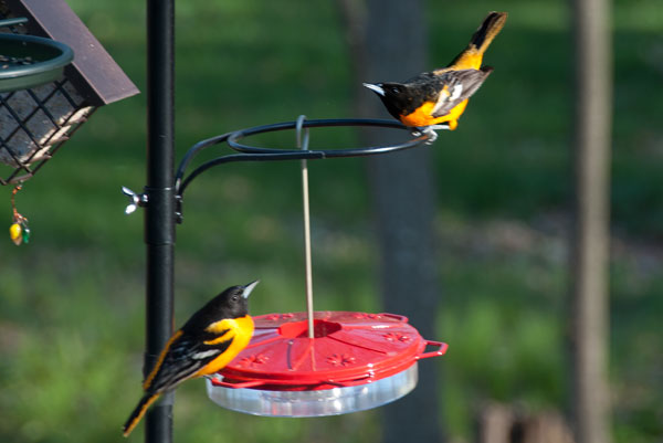 Orioles