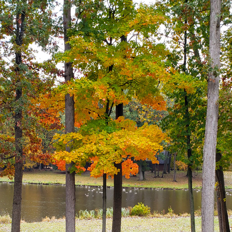 Pond - back yard