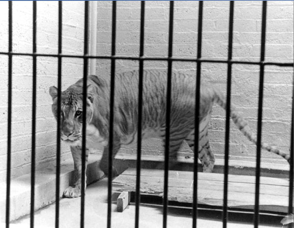 Shasta the Liger