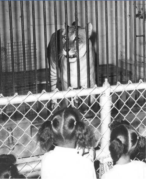 Shasta the Liger