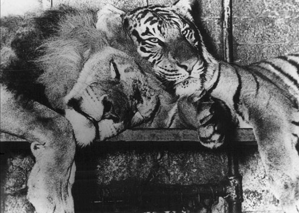 Liger Parents