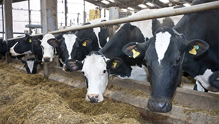 Dairy Cows