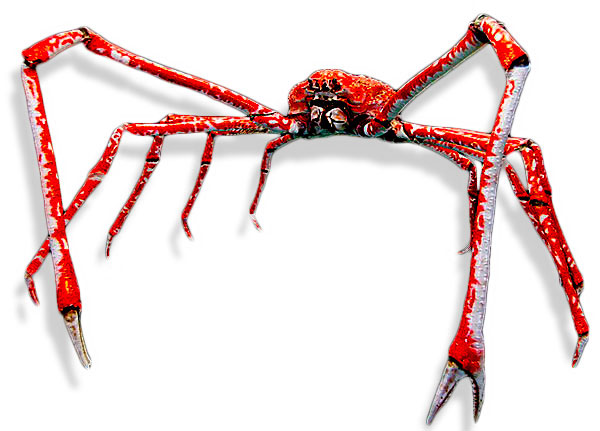 Spider Crab