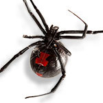 Black Widow